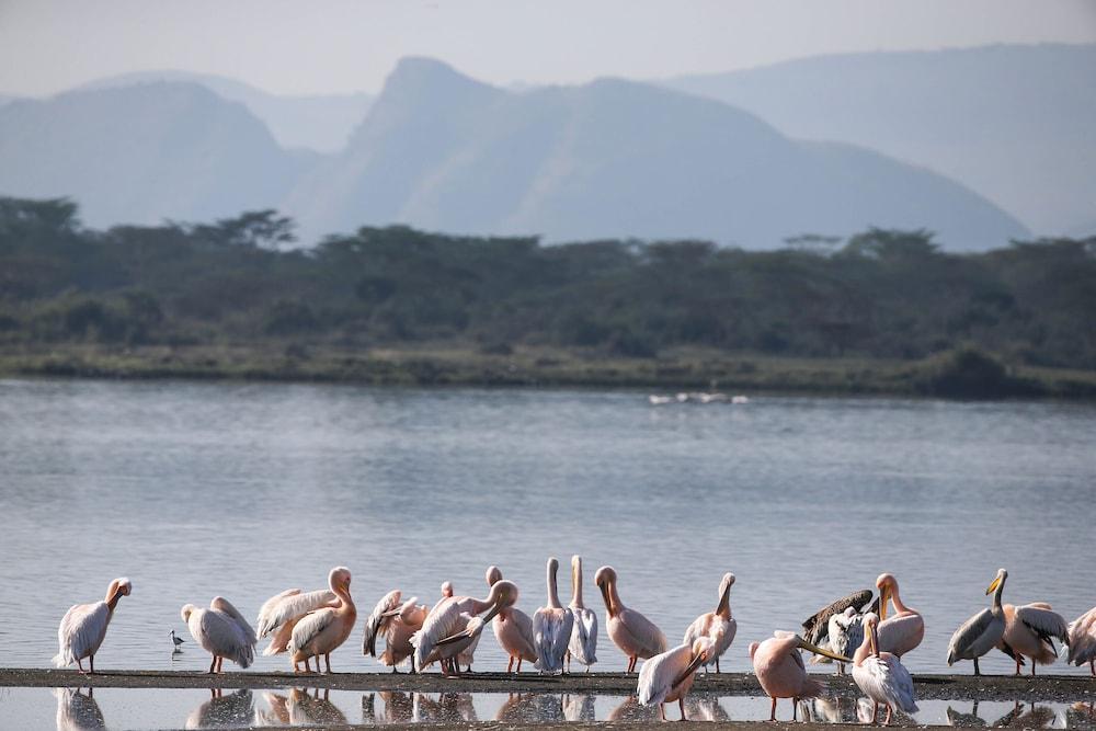 Lake Elmenteita Serena Camp Exterior foto